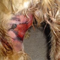 tissue damage on dog's skin after bite from copperhead