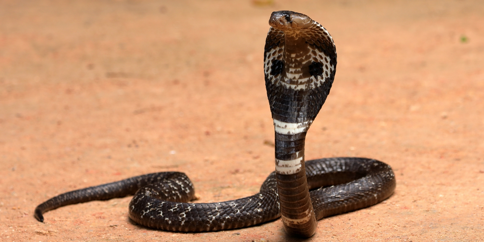 cobra found in Sri Lanka