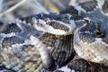 white and gray rattlesnake coiled with tail raised