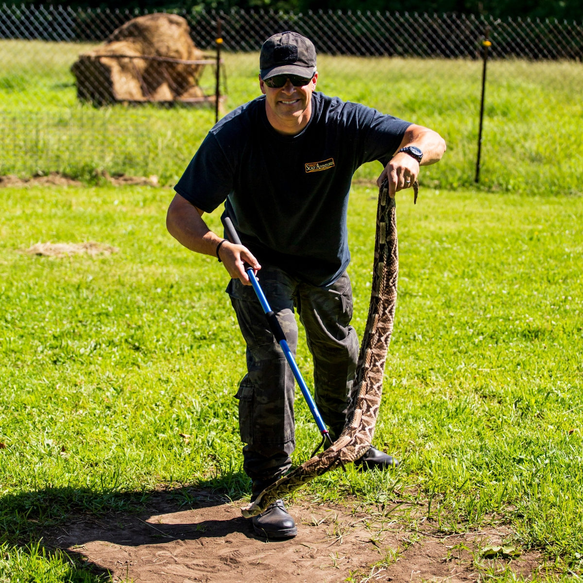 Rick Curran holds gaboon viper by the tail with Midwest Tongs double hook in other hand