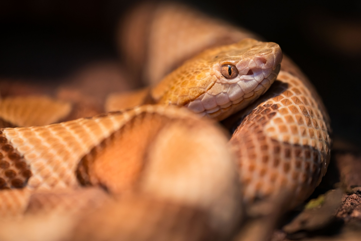 Snake Restraining Tubes Snake Traps and Repellents Midwest Tongs