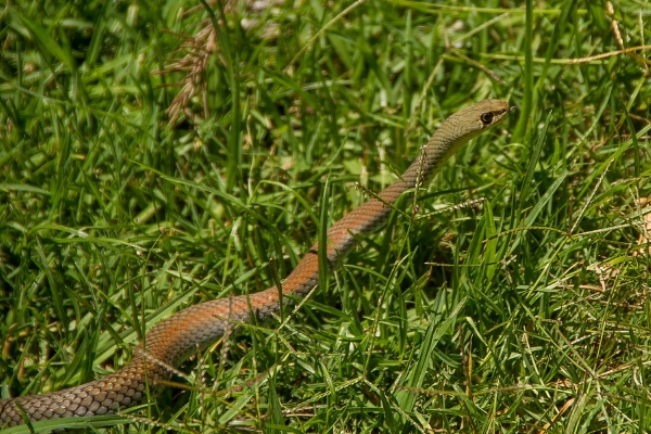 3 Safe Ways To Get Rid Of Snakes In Your Yard Midwest Tongs