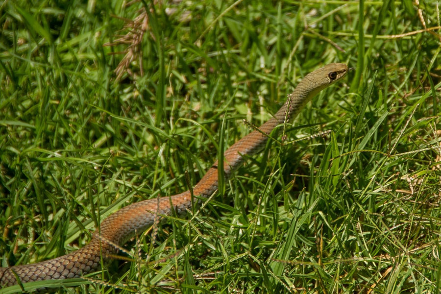 whip snake slithers through the grass of someone's yard